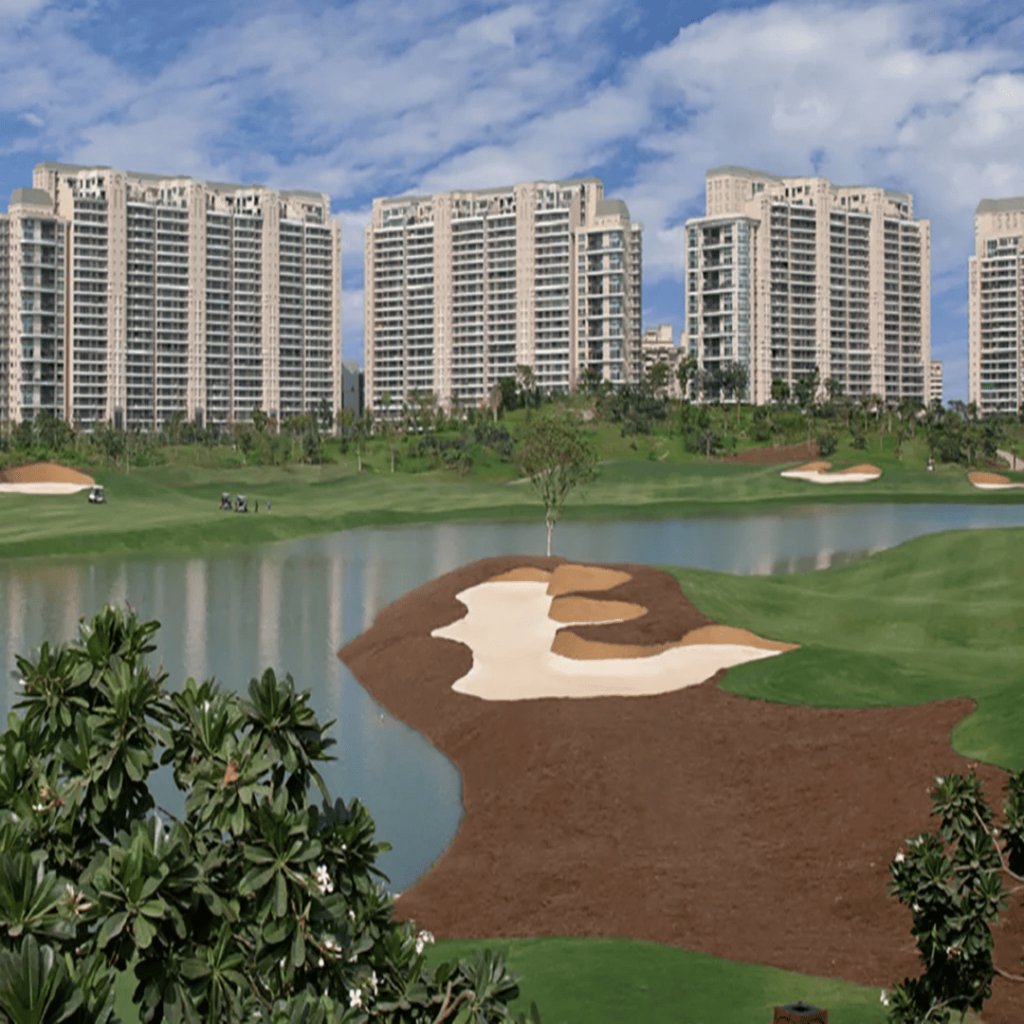 DLF Camellias