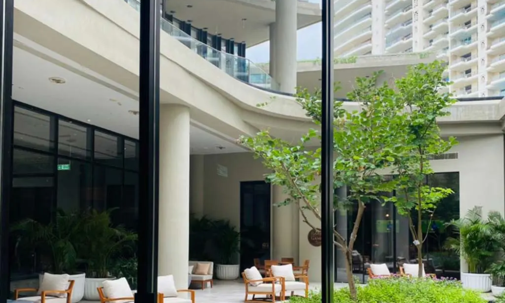 DLF Camellias